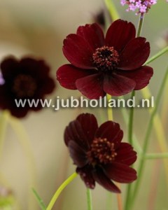 Cosmos atrosanguineus.jpg
